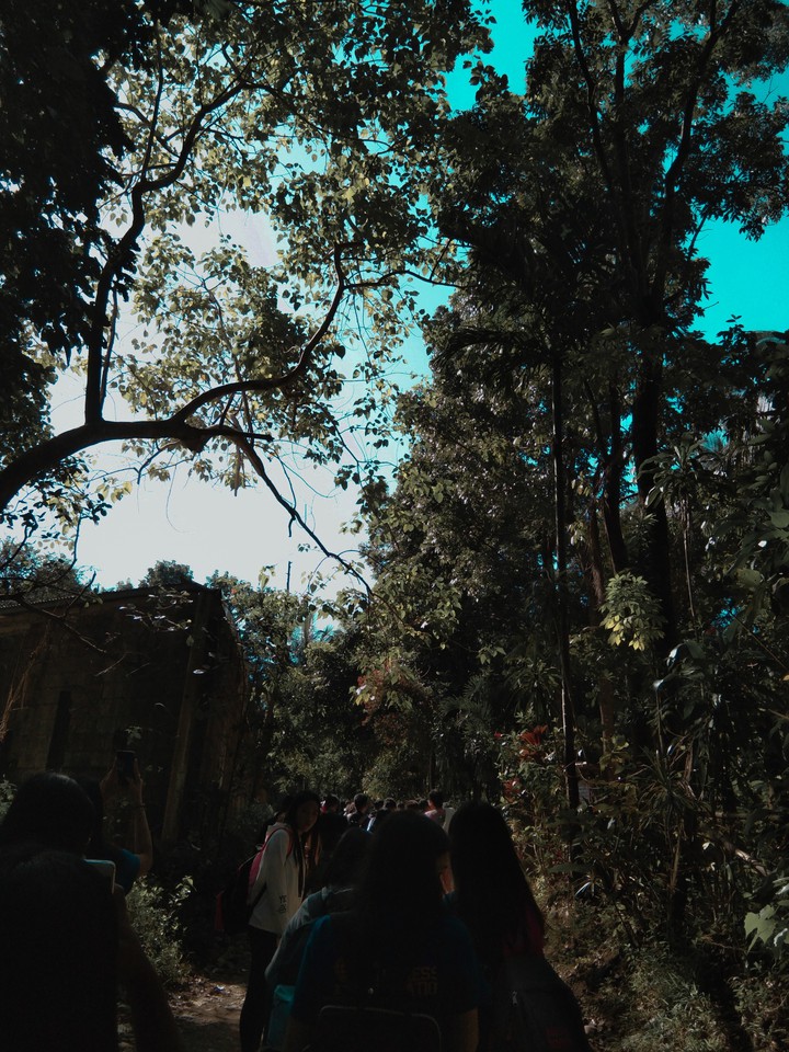 woods
