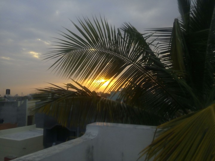 Sunrise through the coconut leaves....