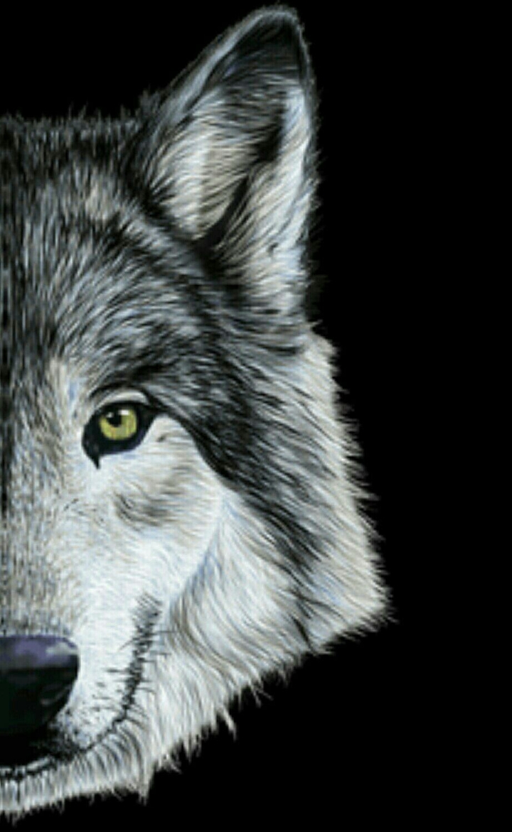 Wolf kurt