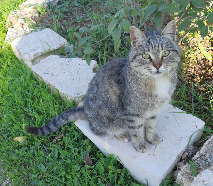 caty