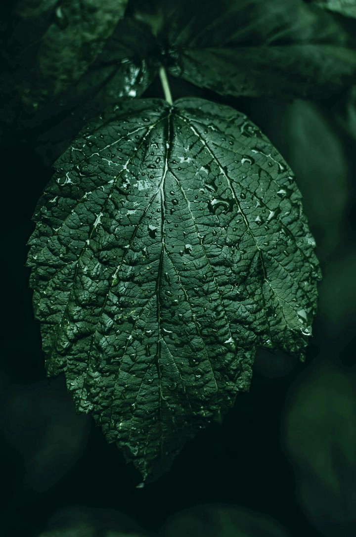 leaf