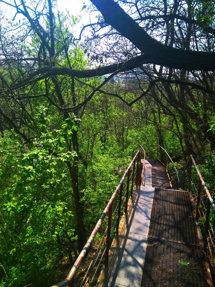 stairs in the forest