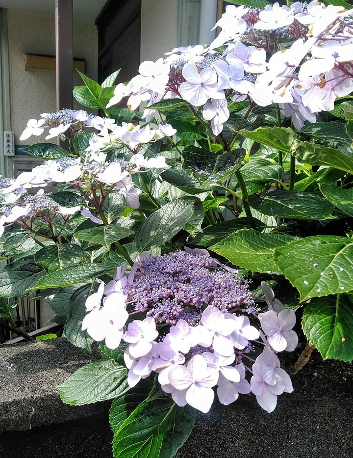 hydrangea