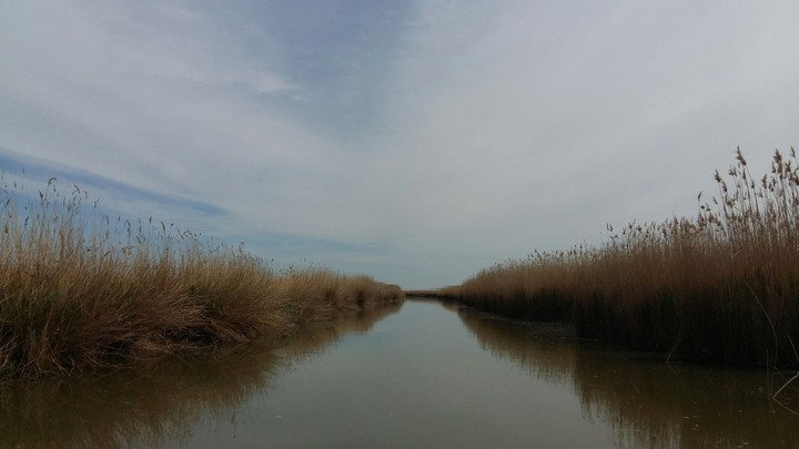 The Danube Delta