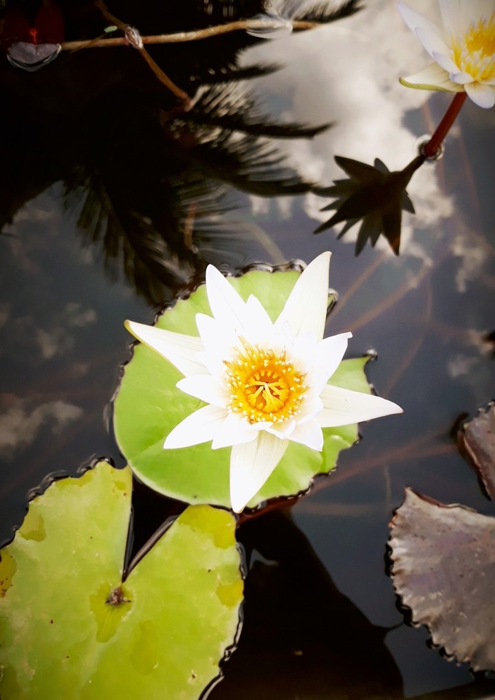 The Lilly