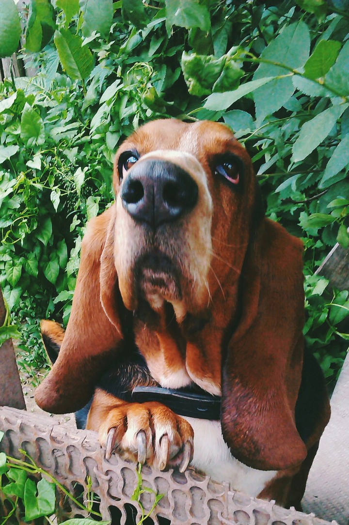 Basset hound