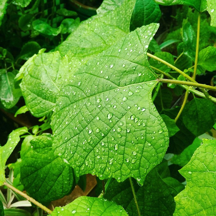 Raindrops.