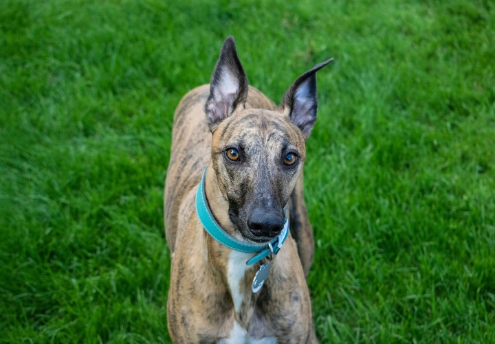 Whippety Whippet!