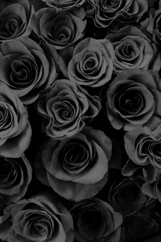 black rose