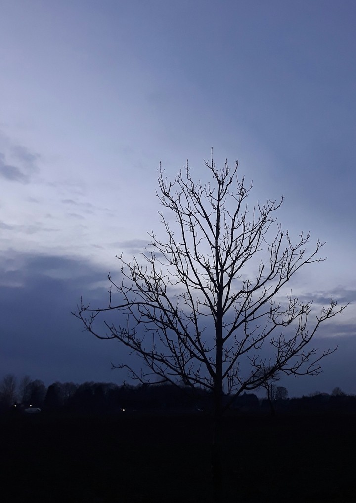 maybe it's a winter tree?