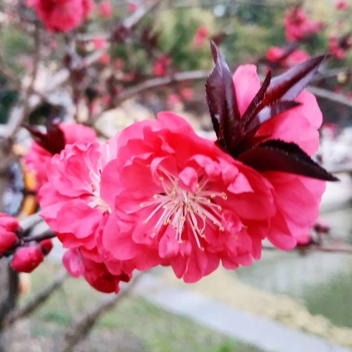 spring flowers