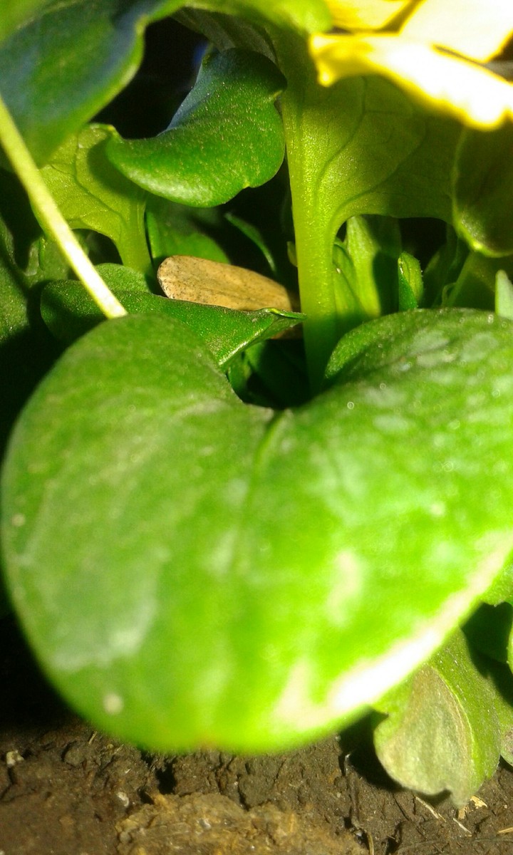 plant