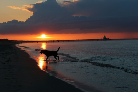 Labrador Retriever apportiert am Strand