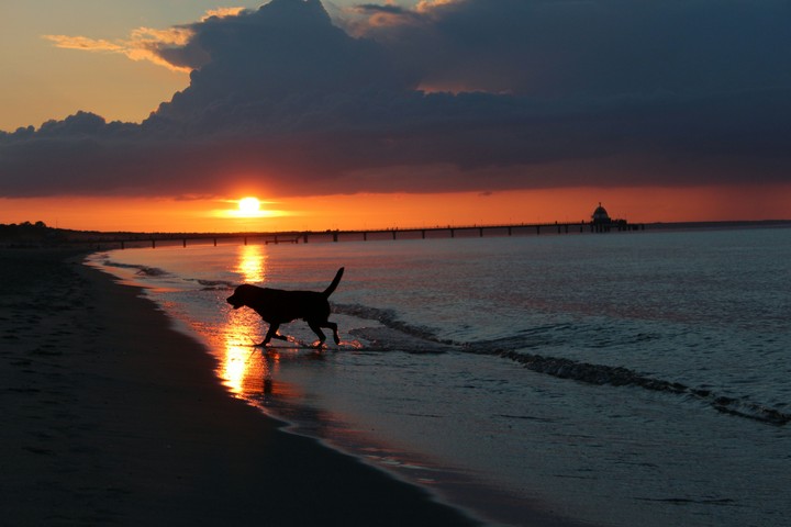 Labrador Retriever apportiert am Strand