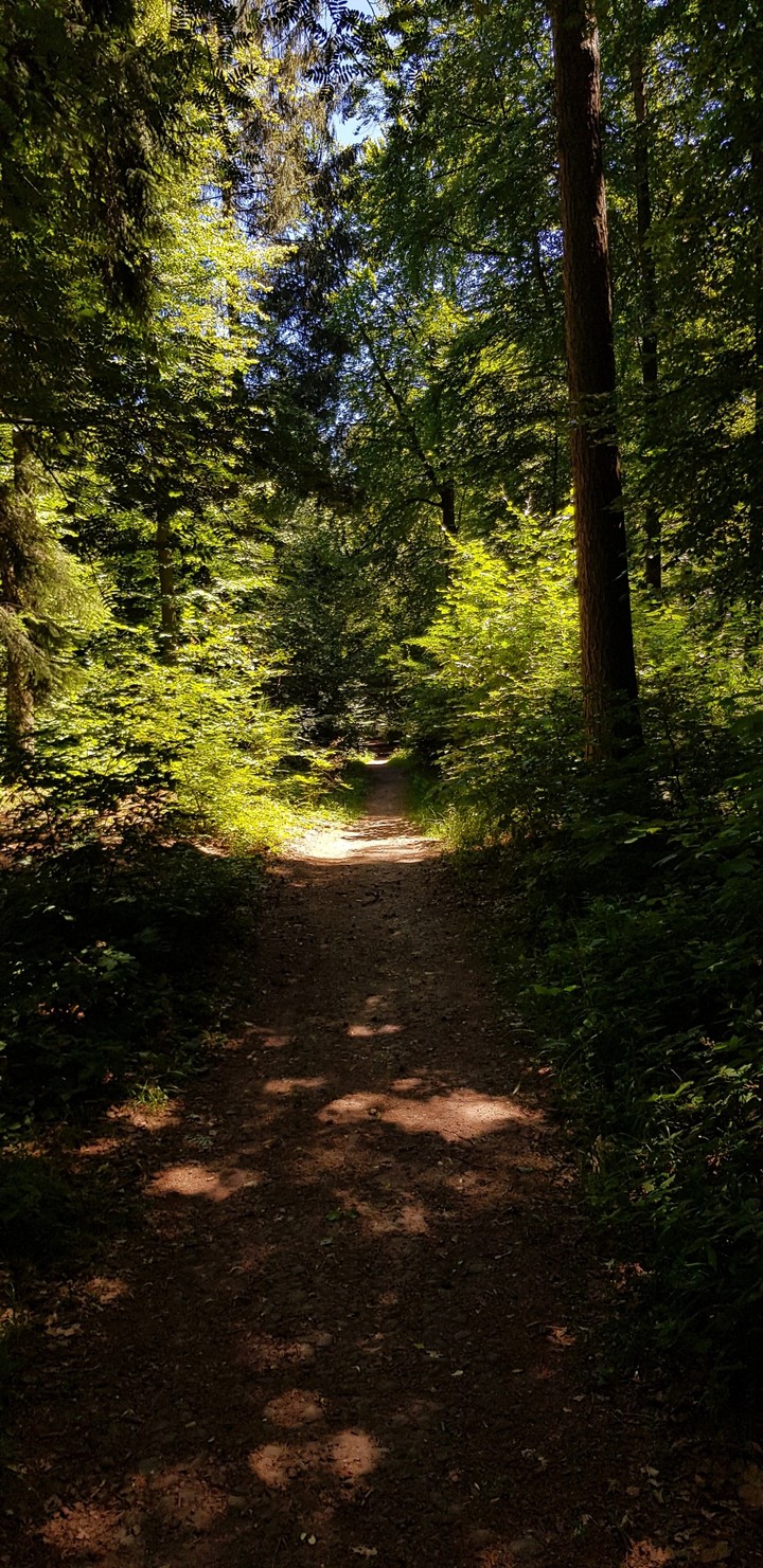 Heidelberg Königsstuhl Wald
