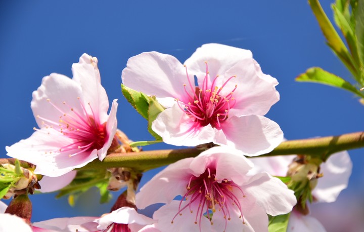 loving spring