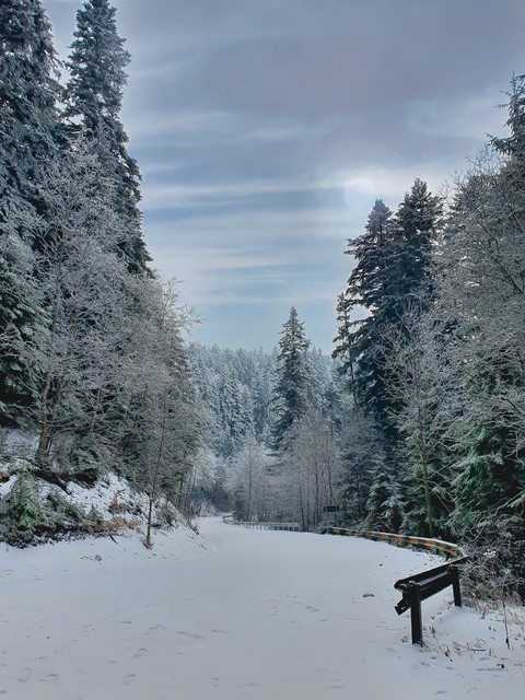 winter wonderland