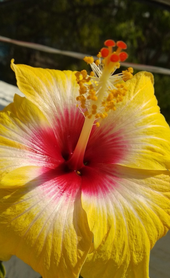 Flower