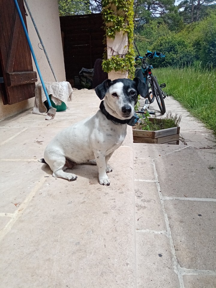 chien
