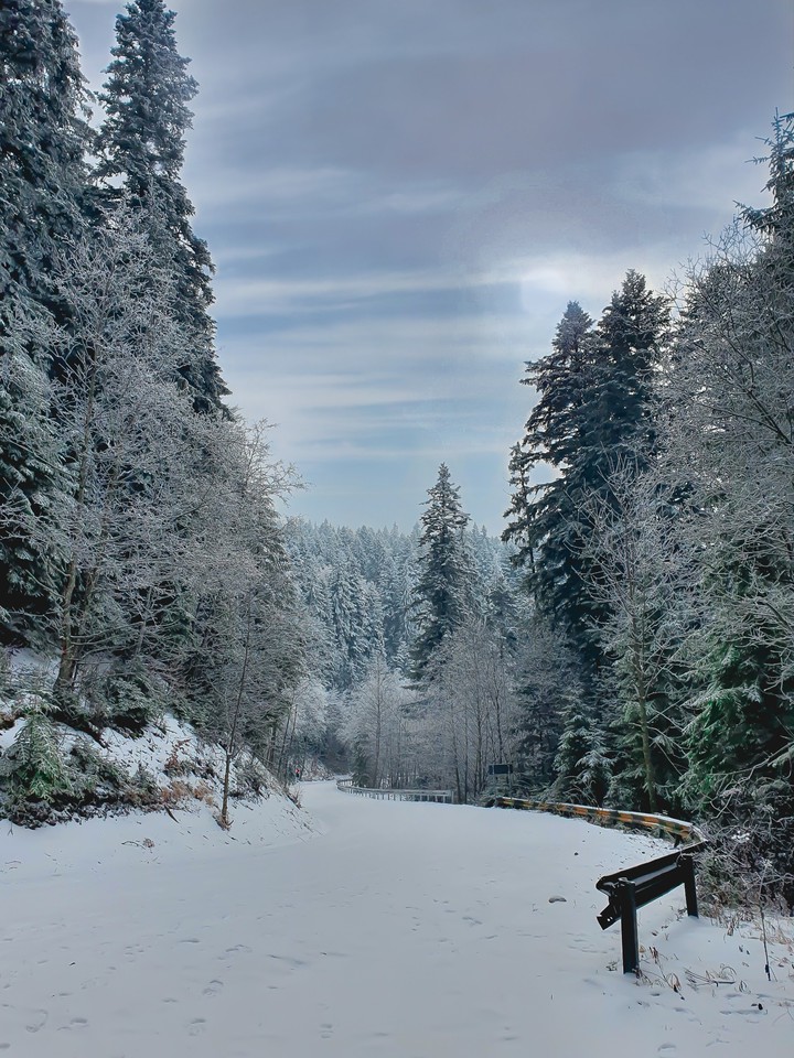 winter wonderland