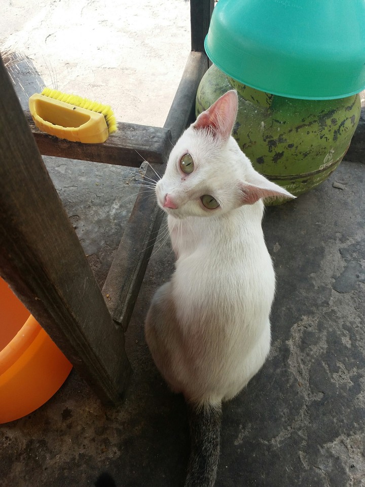 white pussy