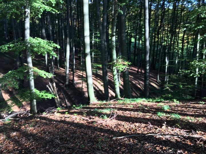 schöner Wald