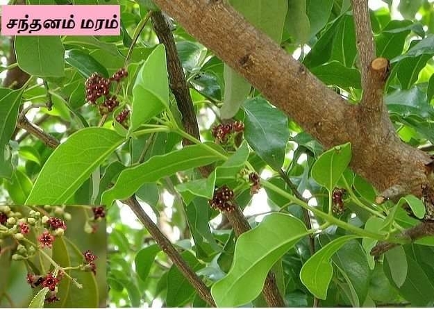 சந்தனம் மரம்
