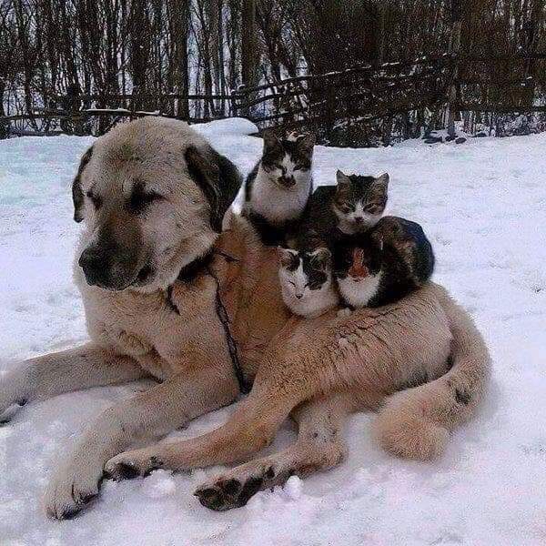 friends