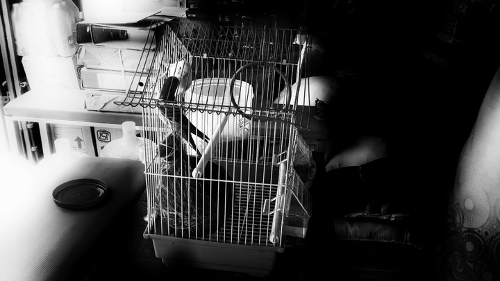 monochrome bird in cage