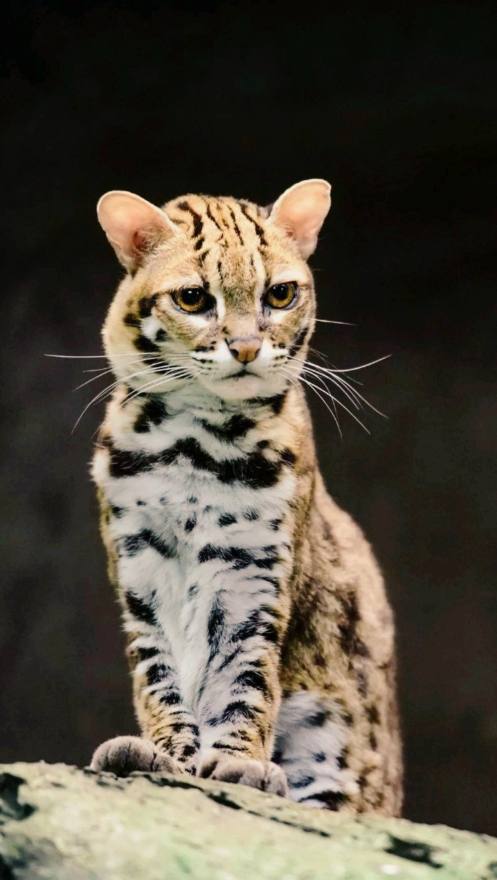 Cat...