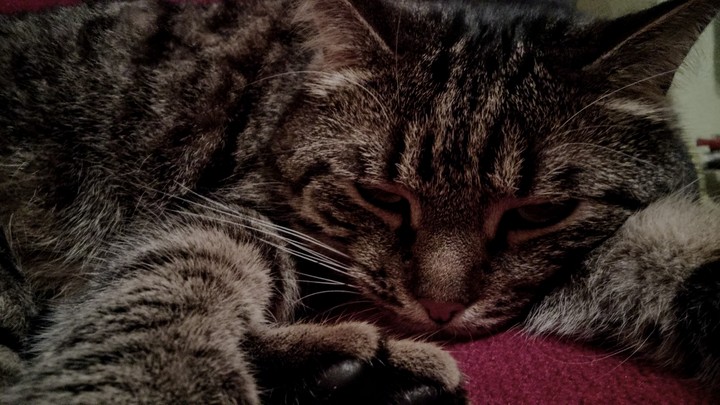 мой кот