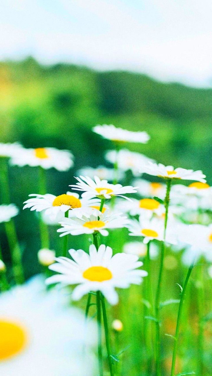 #Chrysanthemum