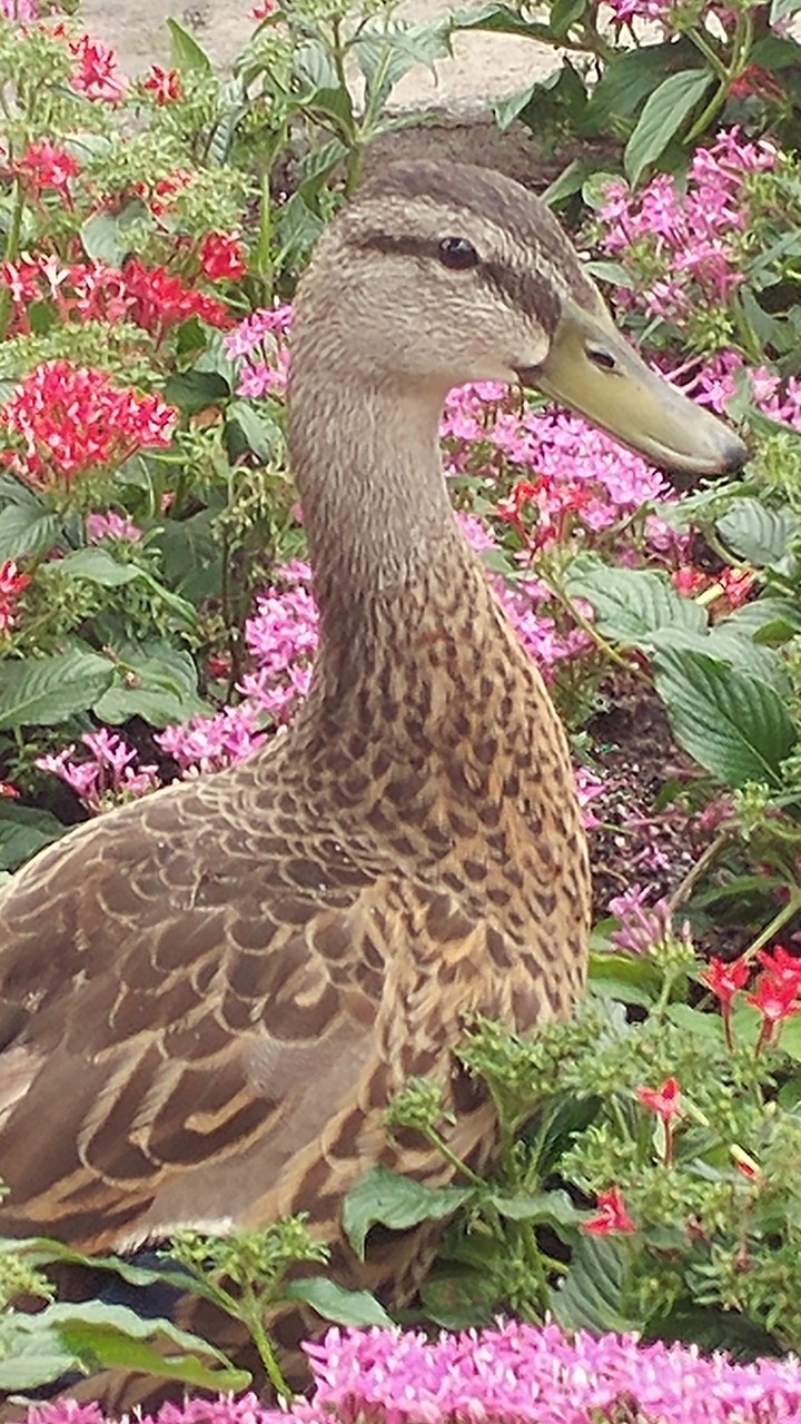 quack