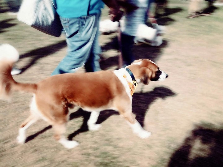 fast legged