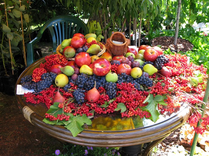 fruit 6