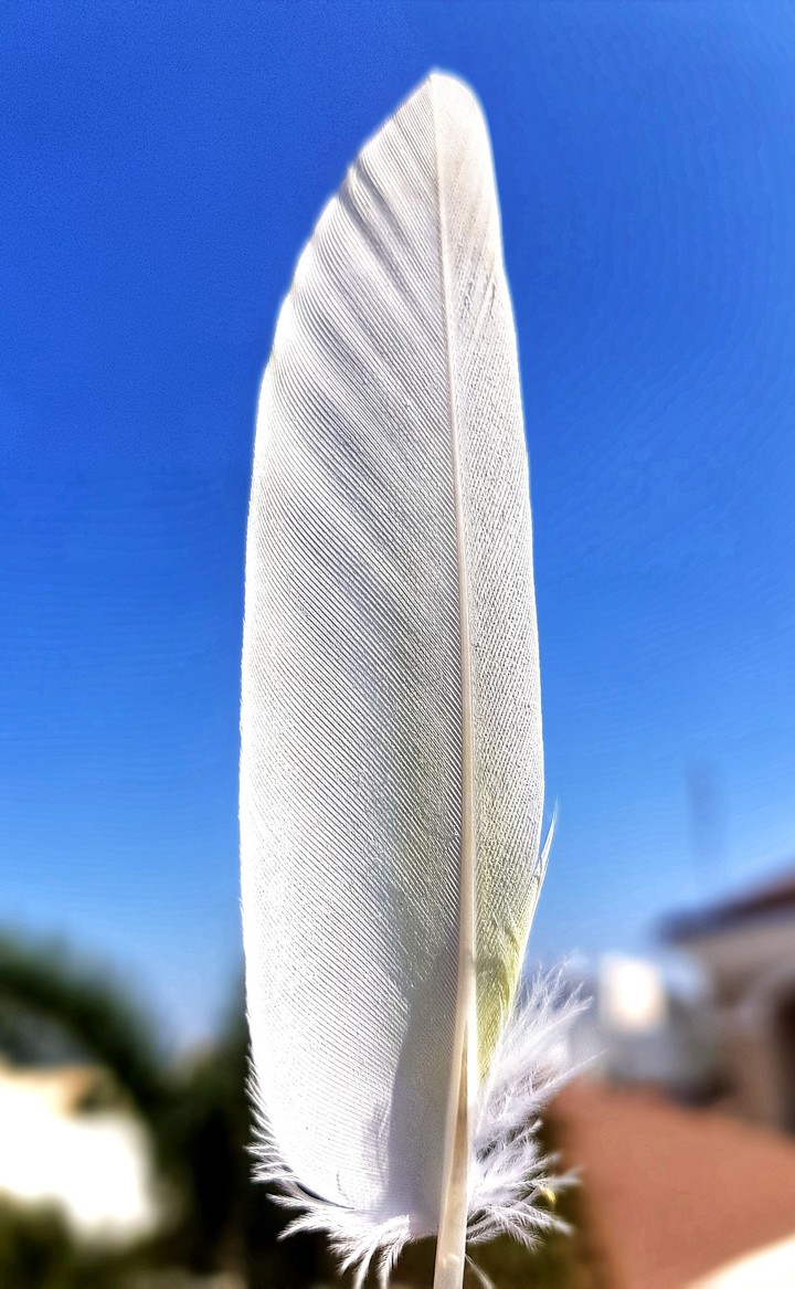 feathers