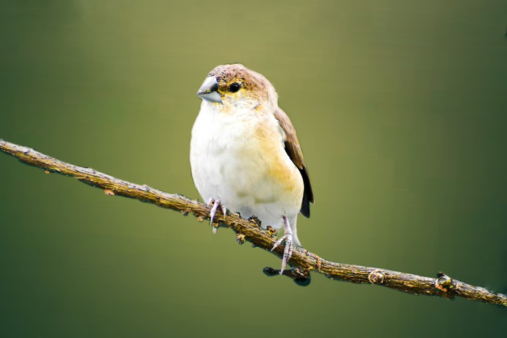silver bird
