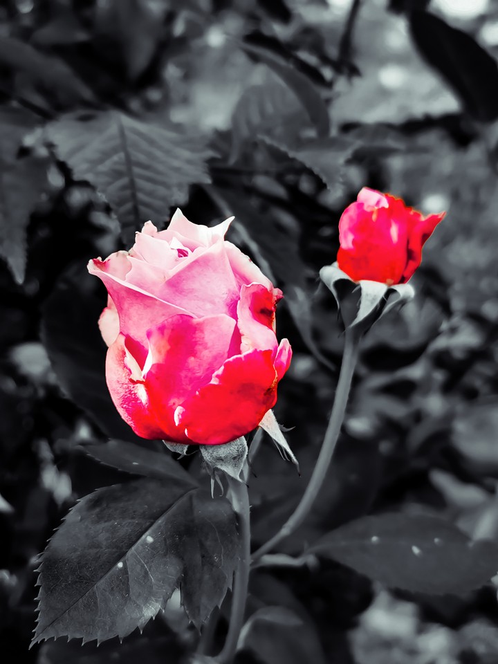 Highlight Rose 2