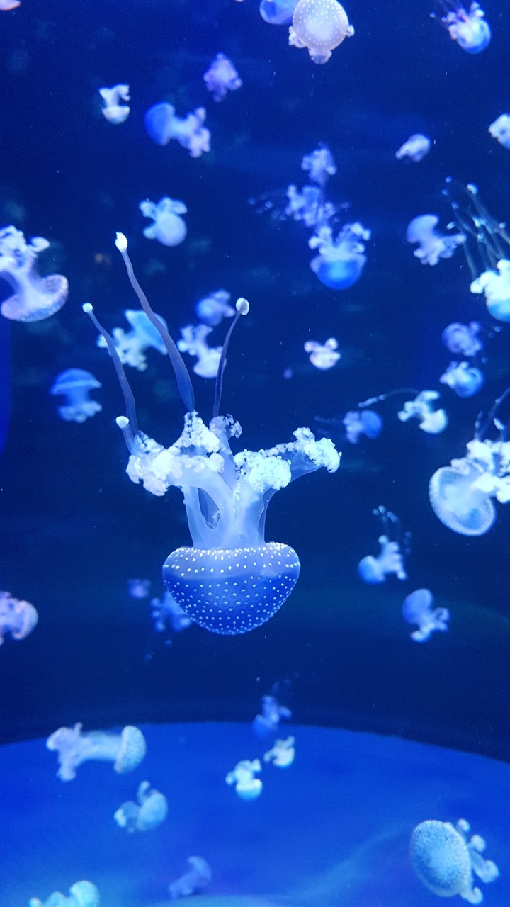 Tenerife (loro parque)