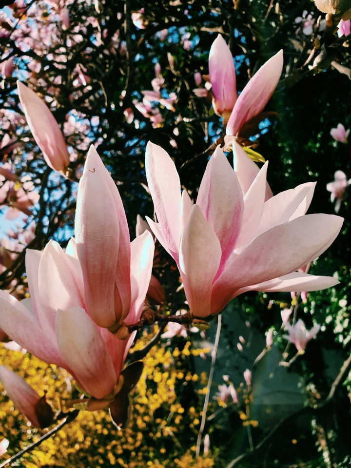 Fiori in città