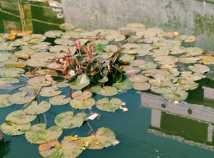 lotus