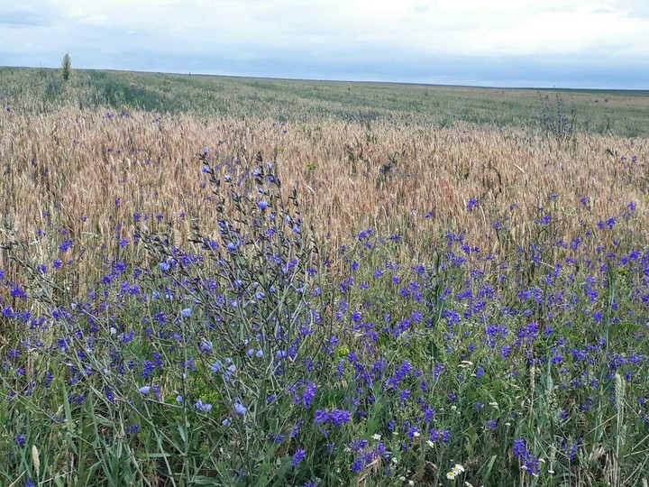 Russian field