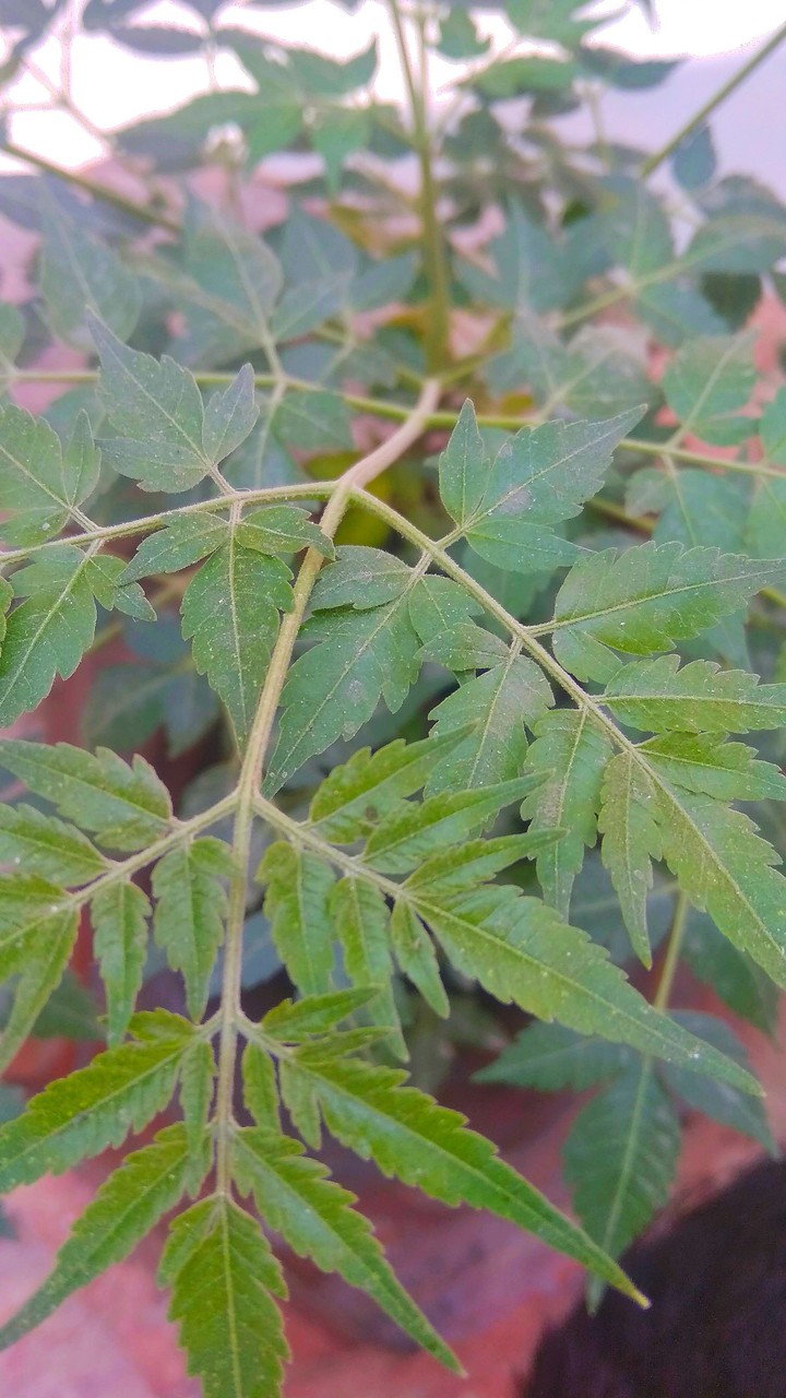 Leaves