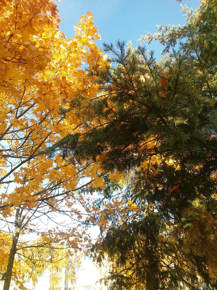 Autumn