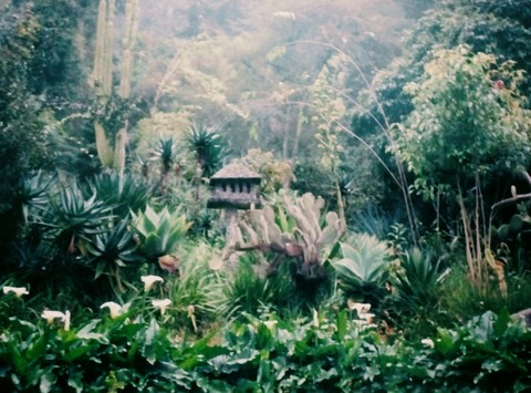 Tree House