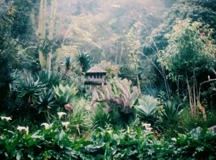 Tree House