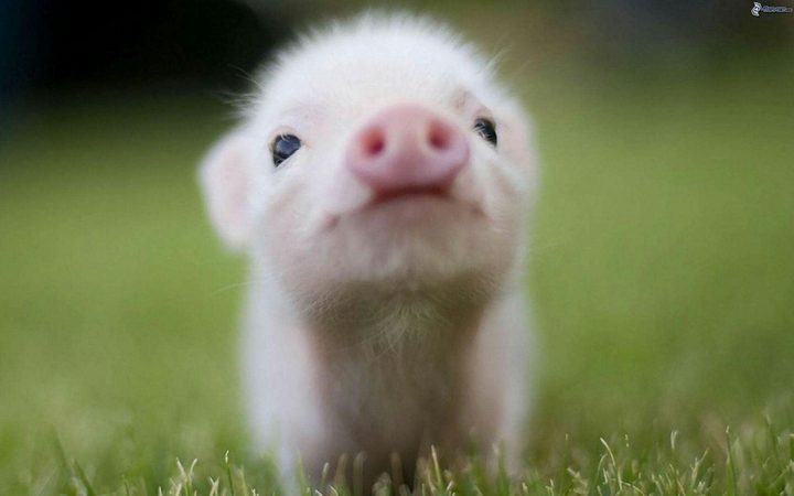 Little piggy