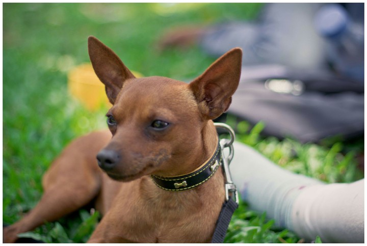 Miniature Pinscher