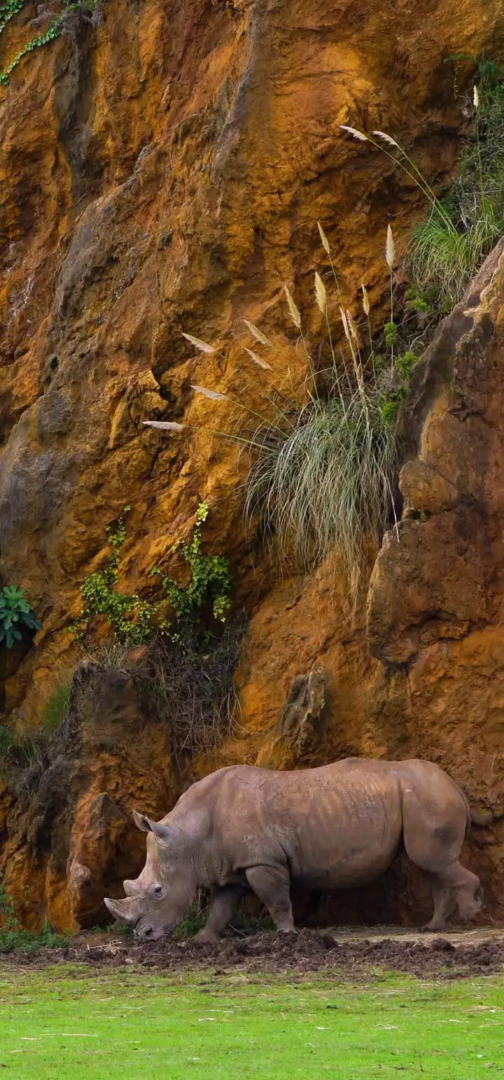 rhino