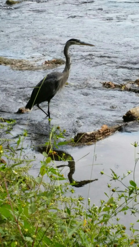 Blue herring